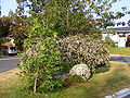 An Escallonia cultivar as a roadside planting