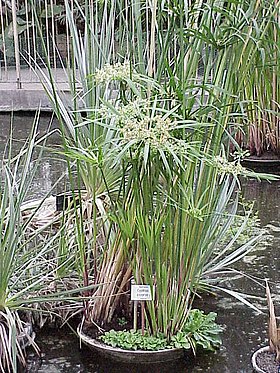 Cyperus papyrus