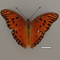Pinned D. vanillae from Central GA (scale bar: 1 cm)