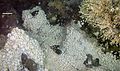 Image 4Dense mass of white crabs at a hydrothermal vent, with stalked barnacles on right (from Habitat)