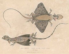 Description de l'image Draco fimbriatus Hardwicke.jpg.