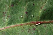 Egg, distant view.