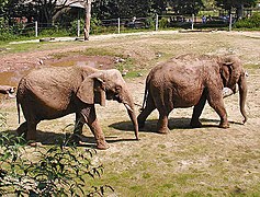 Un éléphant d'Afrique (à gauche) et un éléphant d'Asie (à droite), deux Elephantidae