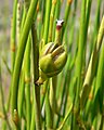 Ephedra viridis