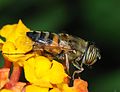 Eristalinus taeniops （寶玉蚜蠅屬）