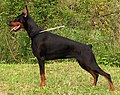 Dobermann