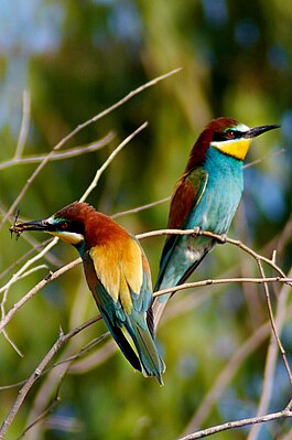 Merops apiaster