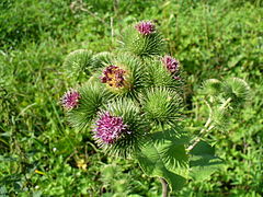 Arctium lappa