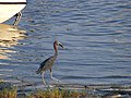 A hungry little blue heron feasts on a fish in the Halifax River.