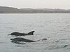 Tursiops aduncus