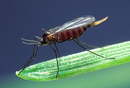 Гессенська муха, родина Галиці (Cecidomyiidae)