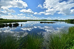 Hamburger Birderin Neu! mit Wolkenspiegelungen im FFH-Gebiet Himmelmoor am See