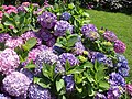 Hydrangeas in front of the Office de Tourisme Building in Chartres, France