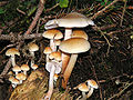 Hypholoma capnoides