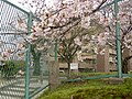 桜公園の陸軍用地標石