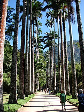 Palmeiras-imperiais no Jardim Botânico do Rio de Janeiro, no Brasil