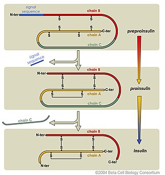 Insulin_Maturation