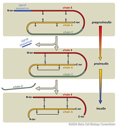 Insulin_Maturation