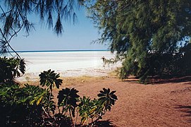 Vista de la playa de Juan de Nova desde el sotobosque.