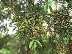 Foliage and pollen cones