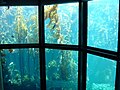 The Kelp forest exhibit as seen from the second floor.