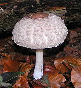 Macrolepiota rhacodes