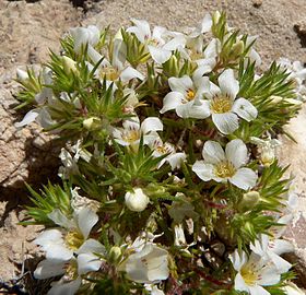 Linanthus demissus