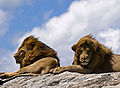 El león del Masai (Panthera leo massaicus) es la subespecie más numerosa y conocida del león. Es el depredador máximo de las llanuras del Serengueti en Tanzania y el Masai Mara en Kenia. Por William Warby.