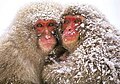 Saru dango (猿団子, "monkey dango") of three Snow Monkeys