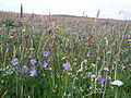 Image 4Wildflowers in machair, a coastal dune grassland found in the Outer Hebrides and elsewhere Credit: Jon Thomson