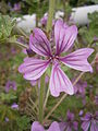 Malva sylvestris close-up