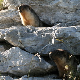 Камчатски мрмот (Marmota camtschatica)