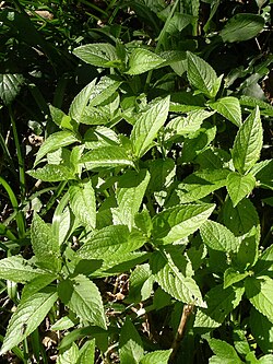 Lehtosinijuuri (Mercurialis perennis)