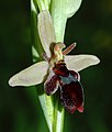 Hibrid bangó (Ophrys apifera × Ophrys insectifera) virága