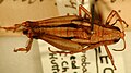 Paprides australis; Holotype and Lectotype.