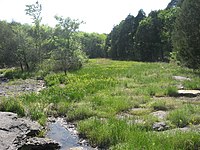 Calcareous seepage fen in the Inner Nashville Basin, Tennessee