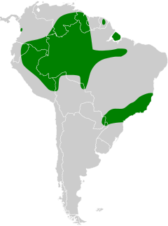 Distribuição do urutau-pardo na América do Sul