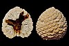 Petrified Araucaria mirabilis cones from the Middle Jurassic (approximately 160 million years ago) of Patagonia, Argentina