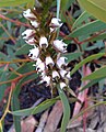 Prasophyllum brevilabre growing on Black Mountain in the Australian Capital Territory