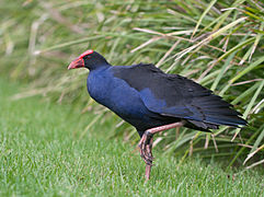 Purple Swamp Hen Wollongong