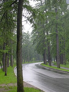 Софийский бульвар (лиственичная аллея)