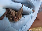 Brown bat