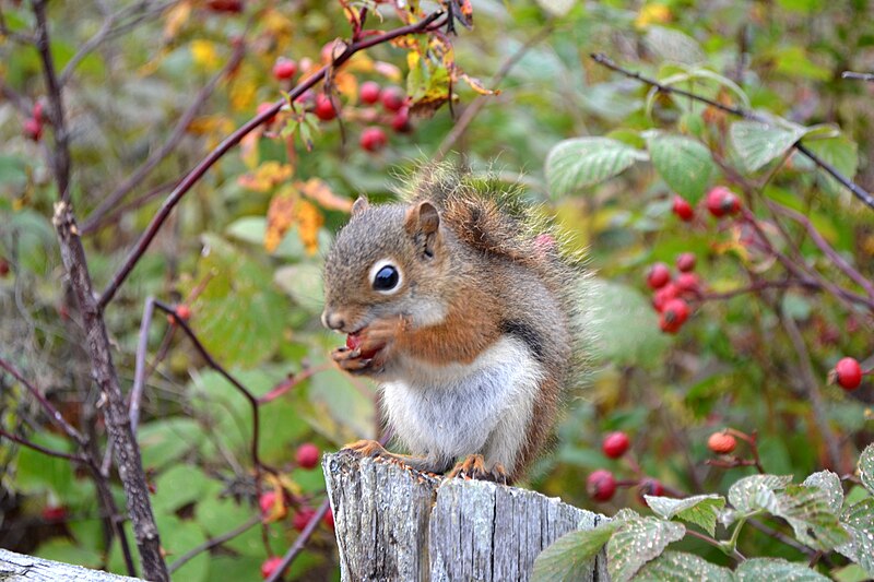 An American red squirrel (Tamiasciurus hudsonicus) perched on a fence post chews on the berry (hip) of a wild rose (Rosa spp.)