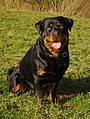 Rottweiler