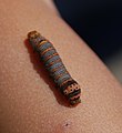 Larvae or caterpillar of Eudryas grata.