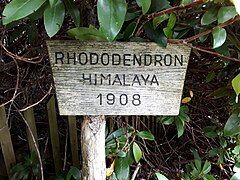 Infotafel beim Rhododendron