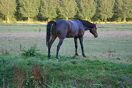 Horses urinate 3–6 times per day.[28]