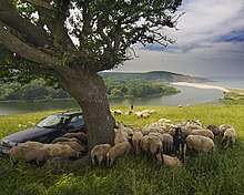 Vue d'un troupeau de mouton à l'ombre d'un arbre.