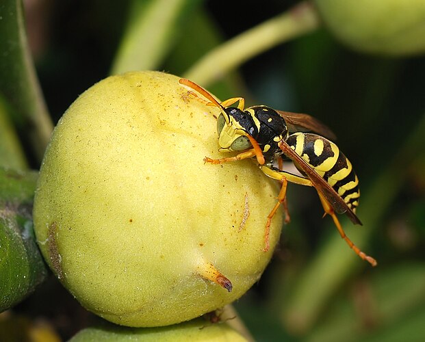 Самец бумажной осы Polistes dominulus