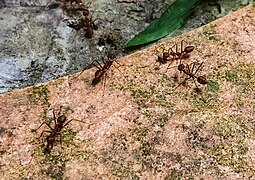 A group of weaver ants, one of them grasping on a dead mosquito. Photo taken in Malaysia.